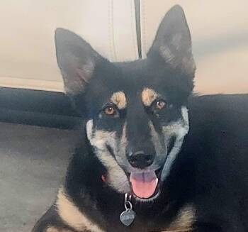 Venus Skye -  German Shepherd Dog and Husky Dog for Adoption in Homestead, Florida - Venus Skye | PetCurious