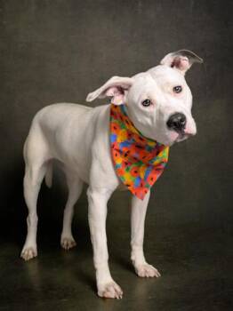 Queso -  Pit Bull Terrier and Mixed Breed Dog for Adoption in Atlanta, Georgia - Queso | PetCurious