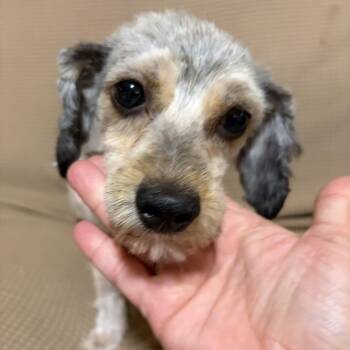 Samee -  Poodle and Havanese Dog for Adoption in Corona, California - Samee | PetCurious