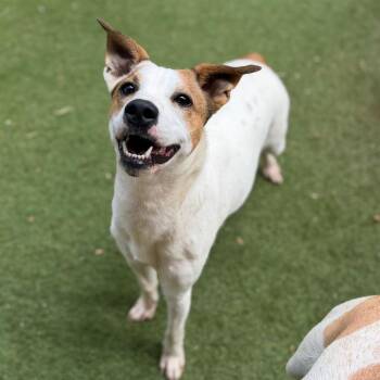 Tory -  Terrier and Mixed Breed Dog for Adoption in Brownsboro, Alabama - Tory | PetCurious