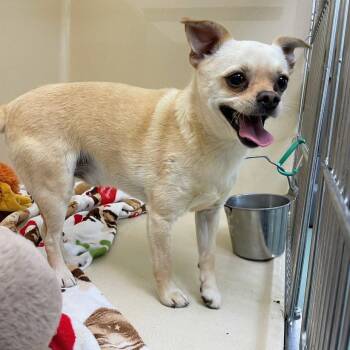 Colonel Sanders -  Chihuahua Dog Available for Adoption in Lyndhurst, Virginia - Colonel Sanders | PetCurious