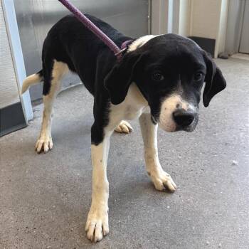 Cookies and cream -  Mixed Breed Dog for Adoption in Las Cruces, New Mexico - Cookies And Cream | PetCurious