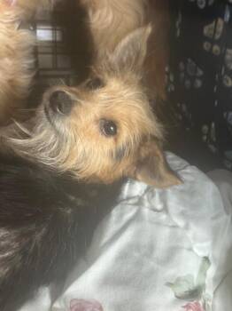 Winston -  Yorkshire Terrier Dog for Adoption in Pine Grove, Pennsylvania - Winston | PetCurious