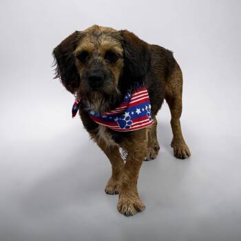 Benji -  Terrier Dog for Adoption in Kenedy, Texas - Benji | PetCurious