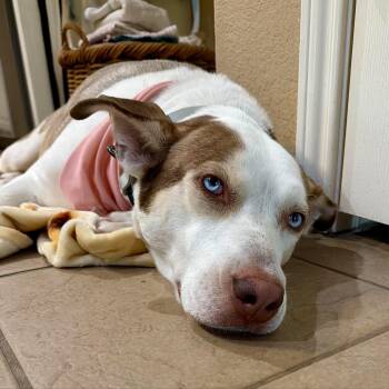 Mocha -  American Staffordshire Terrier and Husky Dog for Adoption in Martinez, California - Mocha | PetCurious