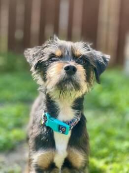 Yorkshire Terrier and Chihuahua Dogs Available for Adoption in Frisco, Texas - Ziggy | PetCurious