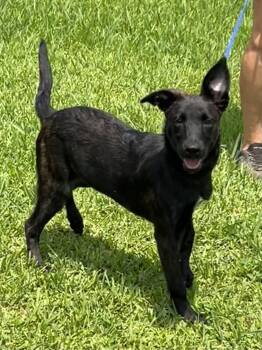 Liberty -  Belgian Shepherd Malinois and Dutch Shepherd Dog Available for Adoption in Bellaire, Texas - Liberty | PetCurious