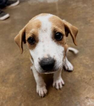 Hatter -  Mixed Breed Dog for Adoption in Lockhart, Texas - Hatter | PetCurious