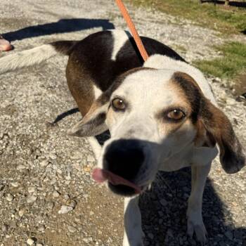 Trip -  Basset Hound and Mixed Breed Dog for Adoption in West Point, Mississippi - Trip | PetCurious