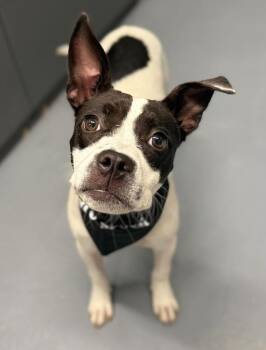 MooMoo -  Staffordshire Bull Terrier Dog for Adoption in Sedalia, Colorado - MooMoo | PetCurious
