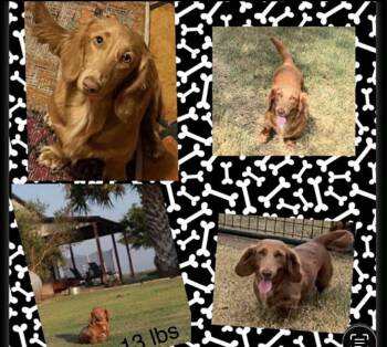 Rescue Dachshund Dogs for Adoption in Winter, Wisconsin - Cocoa | PetCurious