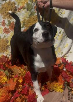 Snoopy -  Border Collie Dog for Adoption in Payson, Arizona - Snoopy | PetCurious