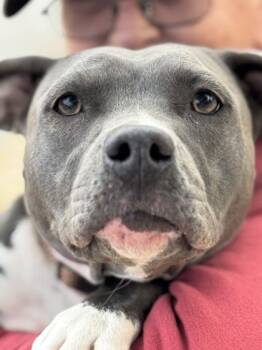 Rescue American Staffordshire Terrier and Mixed Breed Dogs for Adoption in Columbia, South Carolina - Nomi | PetCurious