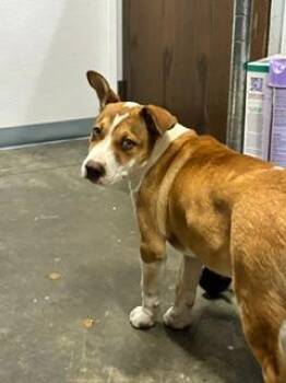 Cricket -  Pit Bull Terrier and Basset Hound Dog for Adoption in Denham Springs, Louisiana - Cricket | PetCurious