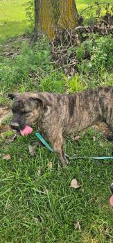 ATHENA and FRANKIE -  Mastiff Dog for Adoption in Du Quoin, Illinois - ATHENA And FRANKIE | PetCurious