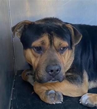 Pit Bull Terrier Dogs Available for Adoption - *CARDINAL | PetCurious