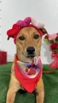 Lia-One of our Amazing Rescue Dogs -  Labrador Retriever and Black Mouth Cur Dog for Adoption in Carlsbad, California - Lia-One Of Our Amazing Rescue Dogs | PetCurious