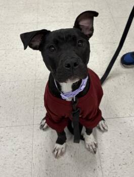 Pit Bull Terrier and Mixed Breed Dogs Available for Adoption - Voodoo | PetCurious