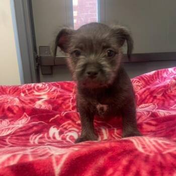 Pit Bull Terrier Dogs Available for Adoption - Stitch | PetCurious