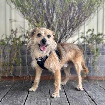 Kelpie -  Terrier Dog for Adoption in Pacific Grove, California - Kelpie | PetCurious