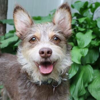 Charly -  Cairn Terrier and Toy Manchester Terrier Dog for Adoption in Williamsburg, Ontario - Charly | PetCurious