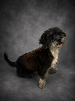 STANLEY -  Shih Tzu and Mixed Breed Dog for Adoption in Winter Haven, Florida - STANLEY | PetCurious
