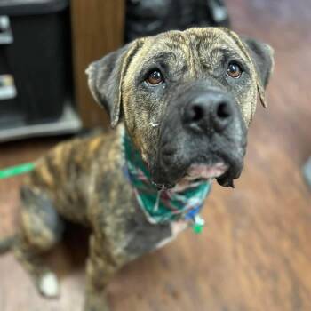 Mastiff Dogs Available for Adoption in Howes Cave, New York - Beau  | PetCurious