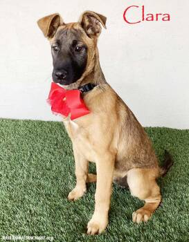 German Shepherd Dog and Belgian Shepherd Malinois Dogs Available for Adoption in San Diego, California - Clara | PetCurious