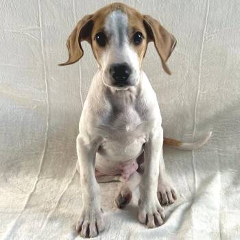 Mixed Breed Dogs Available for Adoption - Ducky | PetCurious