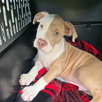 Daniel -  Mixed Breed and Pit Bull Terrier Dog for Adoption in Williston, Florida - Daniel | PetCurious