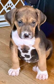 Sydney -  Treeing Walker Coonhound Dog for Adoption in Randolph, Vermont - Sydney | PetCurious