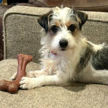 Oakley -  Jack Russell Terrier and Mixed Breed Dog for Adoption in Corpus Christi, Texas - Oakley | PetCurious