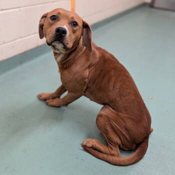Rescue Mixed Breed Dogs for Adoption in Bartlett, Tennessee - Sepia | PetCurious