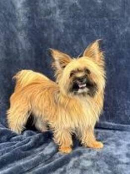 Houdini -  Yorkshire Terrier Dog for Adoption in Buffalo, Minnesota - Houdini | PetCurious