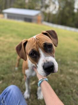 Winnie (The boxer) -  Boxer Dog for Adoption in Holly Springs, North Carolina - Winnie (The Boxer) | PetCurious
