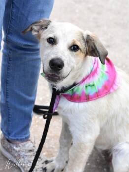 Great Pyrenees and Labrador Retriever Dogs Available for Adoption in Conroe, Texas - Willow (Molly