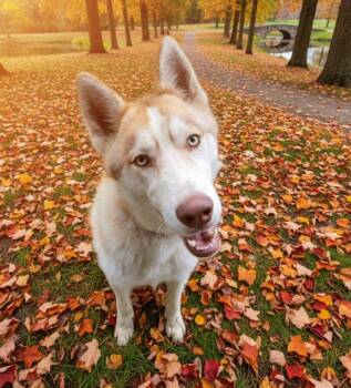 Rescue Siberian Husky Dogs for Adoption in Floresville, Texas - Bronco | PetCurious