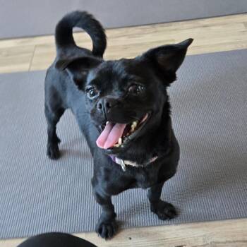 Pudgie Peggy -  Pug and Chihuahua Dog for Adoption in Loves Park, Illinois - Pudgie Peggy | PetCurious