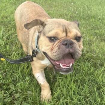 Sugarplum -  Mixed Breed Dog for Adoption in Janesville, Wisconsin - Sugarplum | PetCurious