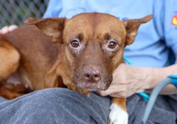 Petunia (AO37368) -  Terrier Dog for Adoption in Kansas City, Kansas - Petunia (AO37368) | PetCurious