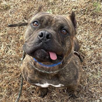 Rescue Mixed Breed Dogs for Adoption in Chattanooga, Tennessee - E.T. | PetCurious