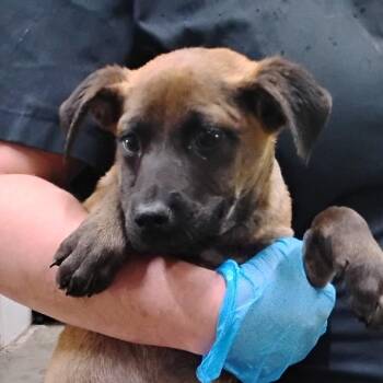 Mixed Breed Dogs Available for Adoption in Summerville, South Carolina - Emmie | PetCurious