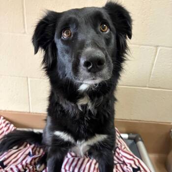 Hurricane -  Rough Collie and Mixed Breed Dog for Adoption in Reno, Nevada - Hurricane | PetCurious