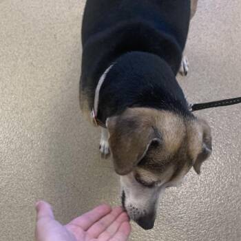 Rat Terrier Dogs Available for Adoption - Mattie | PetCurious