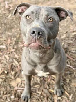 Pit Bull Terrier Dogs Available for Adoption - ROXY | PetCurious