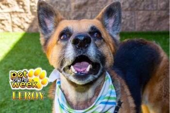 SAVE ME PLEASE Leroy Jethro Gibbs - IDA552835 -  German Shepherd Dog Dog for Adoption in San Marcos, California - SAVE ME PLEASE Leroy Jethro Gibbs - IDA552835 | PetCurious