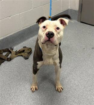 MURPH -  Pit Bull Terrier Dog for Adoption in Indianapolis, Indiana - MURPH | PetCurious