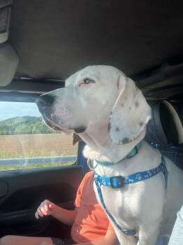 Auggie -  Basset Hound Dog for Adoption in Brookville, Ohio - Auggie | PetCurious