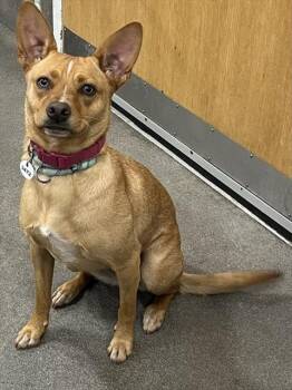 Chihuahua and Mixed Breed Dogs Available for Adoption - MERCI | PetCurious