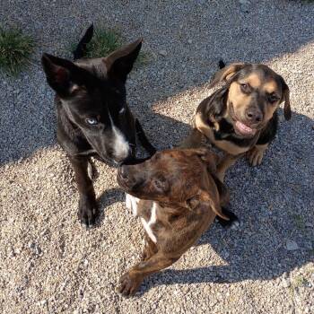 Carrie -  Mixed Breed Dog for Adoption in Springtown, Texas - Carrie | PetCurious